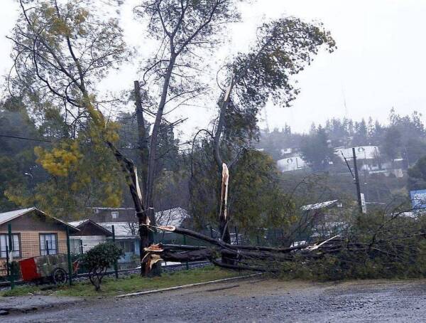Caida Arbol
