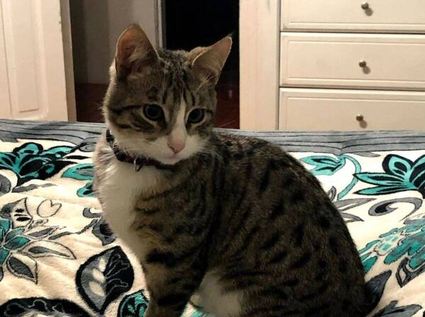 gatito