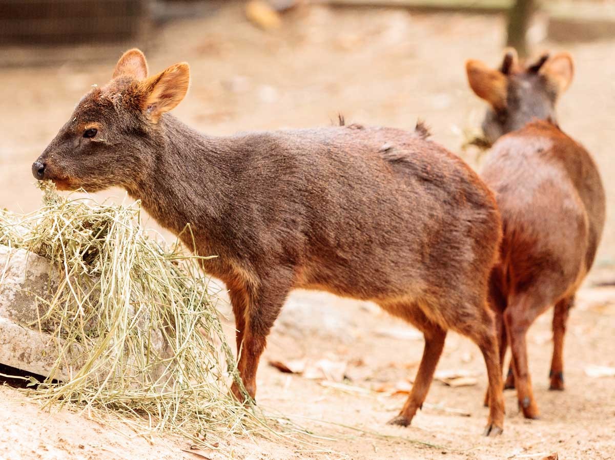 pudu_se_tu_la_voz