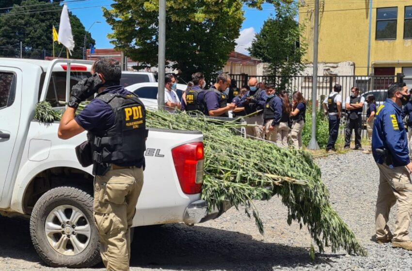  Más de Mil Plantas de Marihuana Son Incautadas en Operativo Que Dejó PDI Muerto