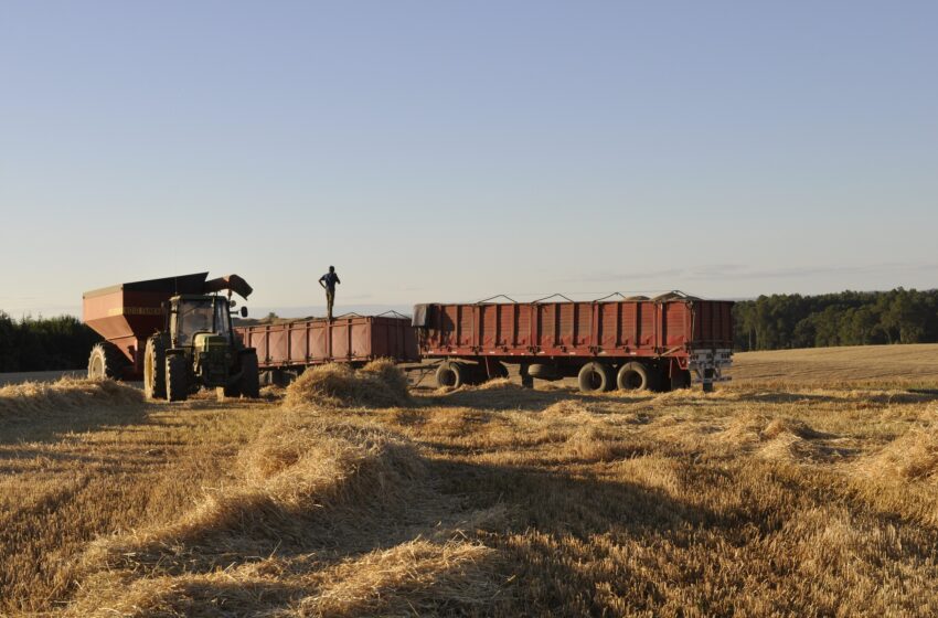  Incierto Panorama De Cosechas De Cereales Para Los Agricultores De La Araucanía