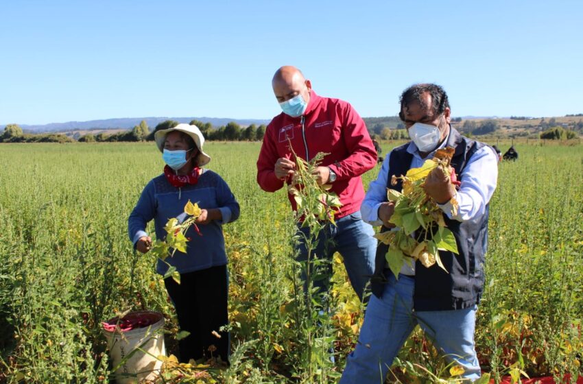  Entregan Certificados a Los Agricultores de Carahue Para Desplazarse en Cuarentena
