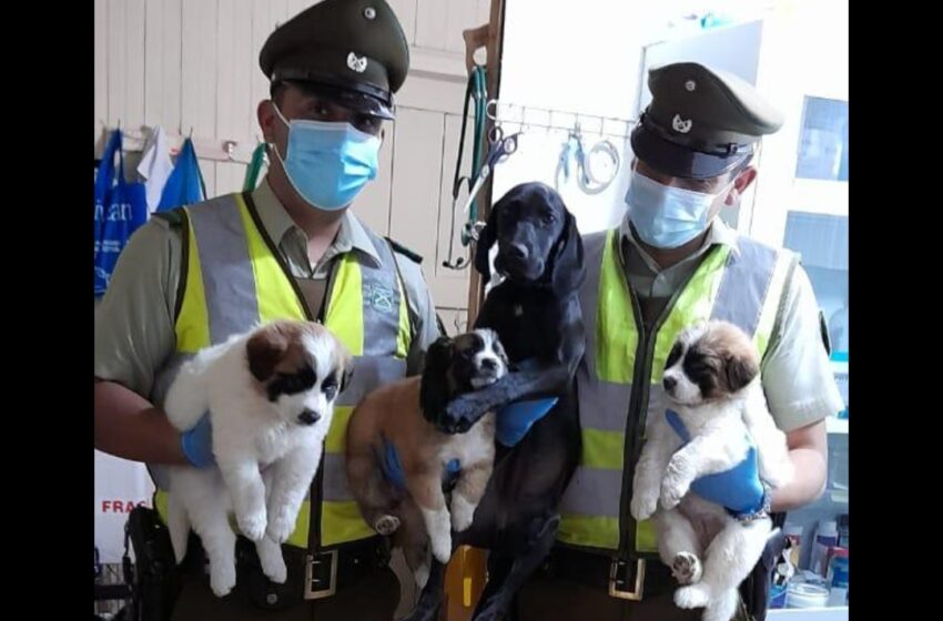  Carabineros Salva a Cachorros de Morir Sofocados en Carahue: Dos Fallecieron