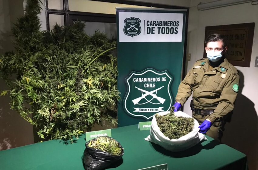  Carabineros Incauta 3 kilos de Marihuana y Detiene a Una Persona en Pitrufquén