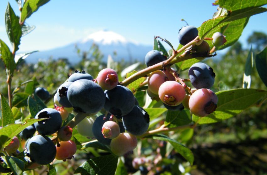  Más de Tres Mil Hectáreas Podrían Incorporarse al Rubro Frutícola en La Araucanía