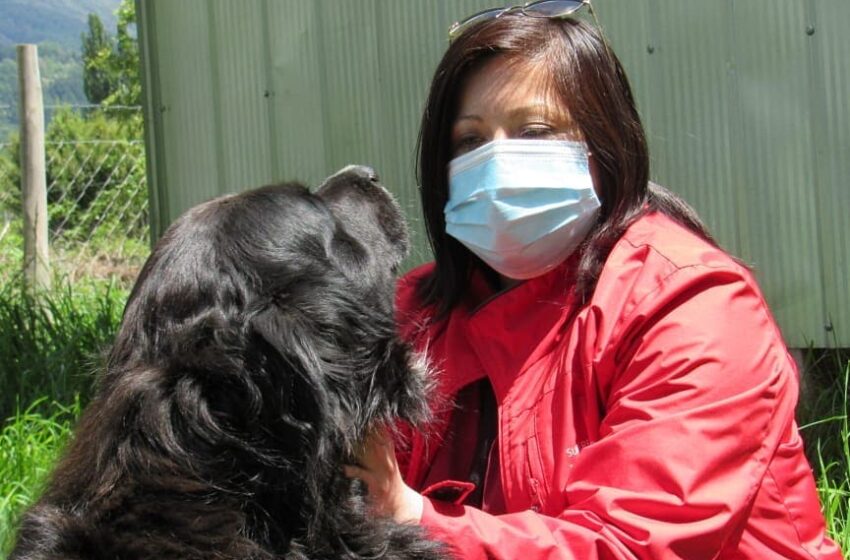  En la Araucanía Lanzan La Primera Encuesta Nacional Sobre Cuidado Y Salud De Las Mascotas