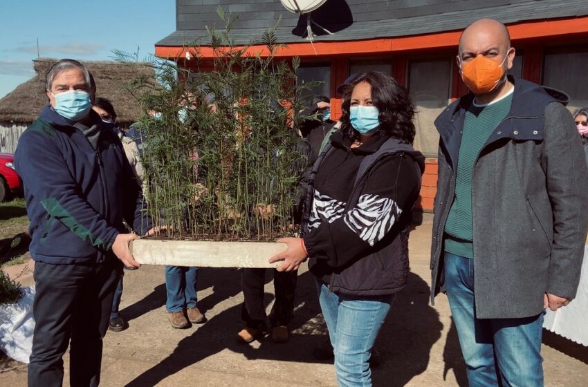  Red Apícola de Padre Las Casas recibió 3 mil nuevas plantas melíferas gracias a convenio con Conaf