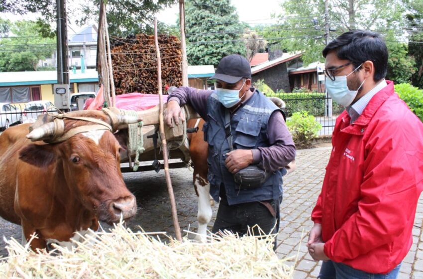  Cochayuyeros en Temuco Reciben Forraje Para sus Animales