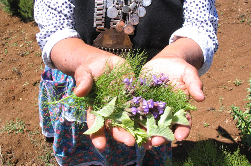  En La Araucanía CETSUR Apoya Producción De Hierbas Medicinales Para Crear Una Botica Natural