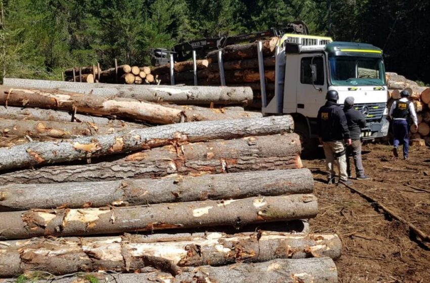  PDI detuvo a diez personas por hurto de madera en predio forestal