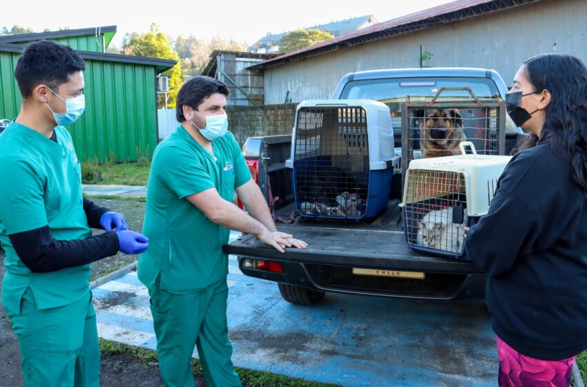  Centro Veterinario Y Agrupación Huellas Realizan Operativo De Esterilización De Mascotas En Villarrica