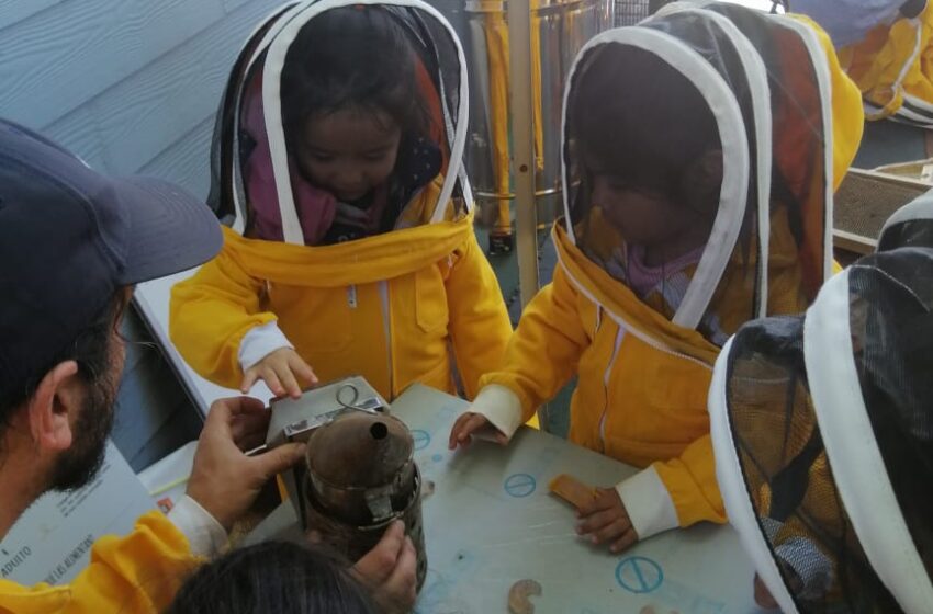  Jardín Infantil Villarricense Enseñó A Sus Niños Con Colmenas De Abejas En El Aula