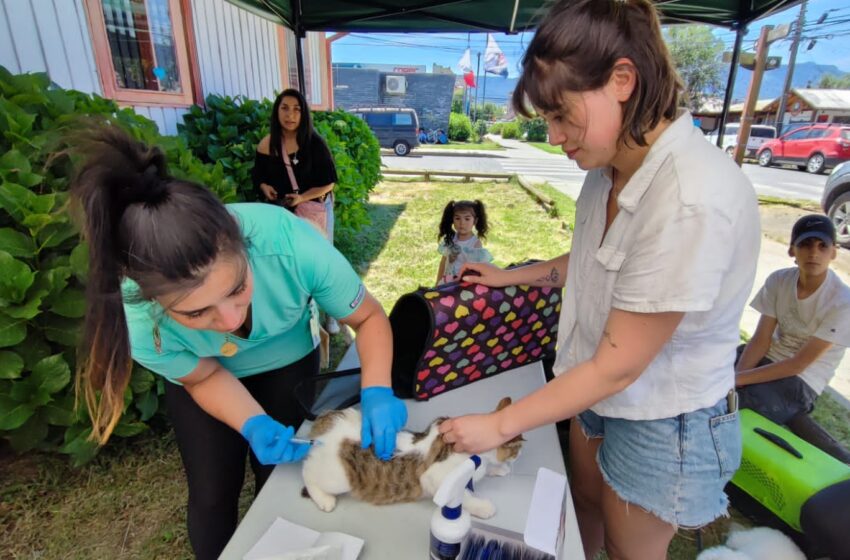 80 Mascotas Fueron Atendidas En El Operativo Sanitario Para Mascotas Realizado En Pucón