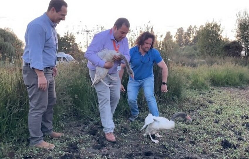  Municipio De Temuco Rescata Cisnes De Cuello Negro En Sede Social De Labranza