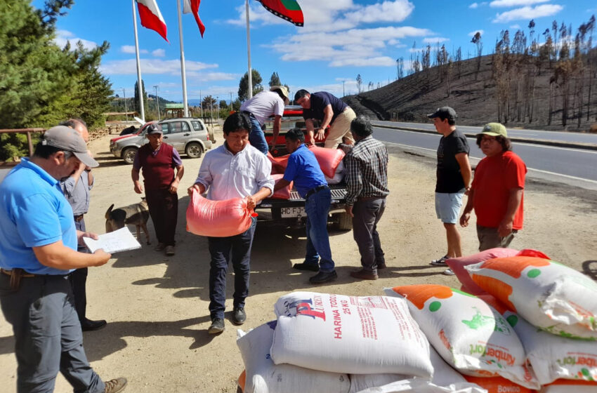  Comunidad Que Recibió Tierras De CONADI Entregó Más De 3 Toneladas De Trigo Y Harina Para Mapuches De Lumaco