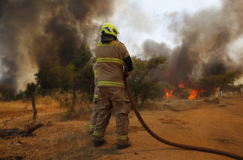  Organizaciones Responsabilizan A Forestales De Mega Incendios Y Piden Moratoria A La Actividad Forestal