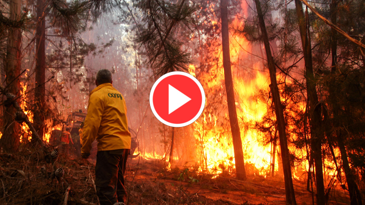  VIDEO: Momentos De Angustia Pasan Brigadistas Al Quedar Atrapados Por El Fuego En Traiguén