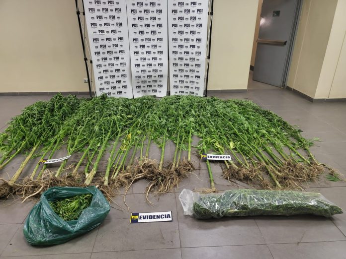  Un Detenido Dejó Incautación De Más De Tres Kilos De Marihuana Y 40 Plantas En Temuco