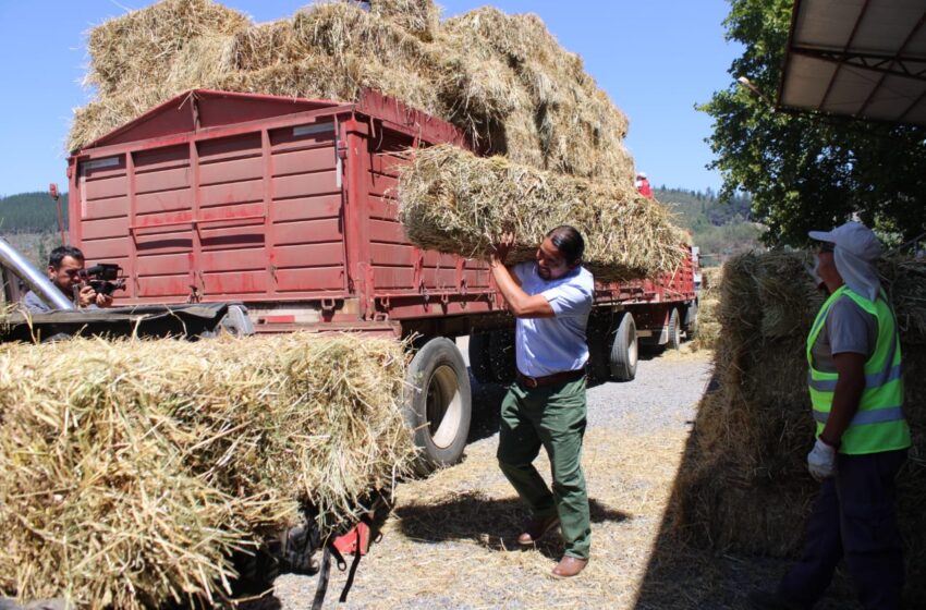  Agricultores Afectados Por Incendios Comenzaron A Recibir De INDAP Fardos Y Alimento Concentrado