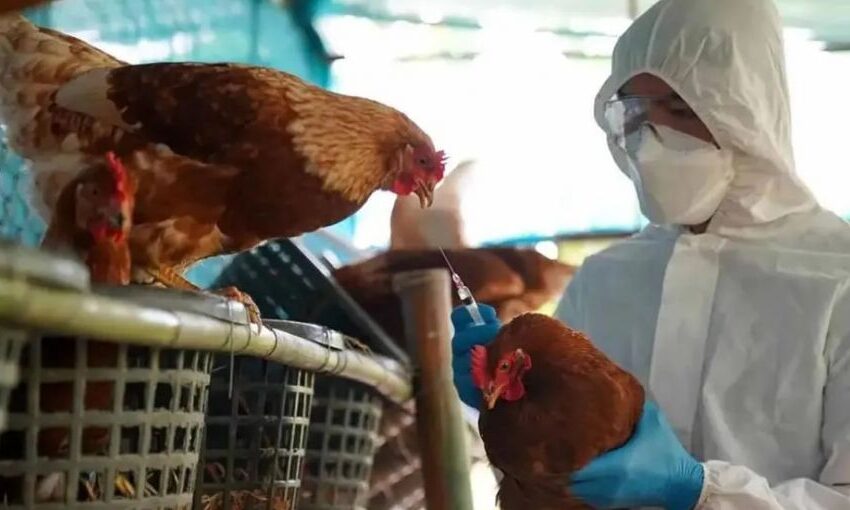  Gripe Aviar: ¿Habrá Alzas En Los Precios De Pollos Y Huevos?