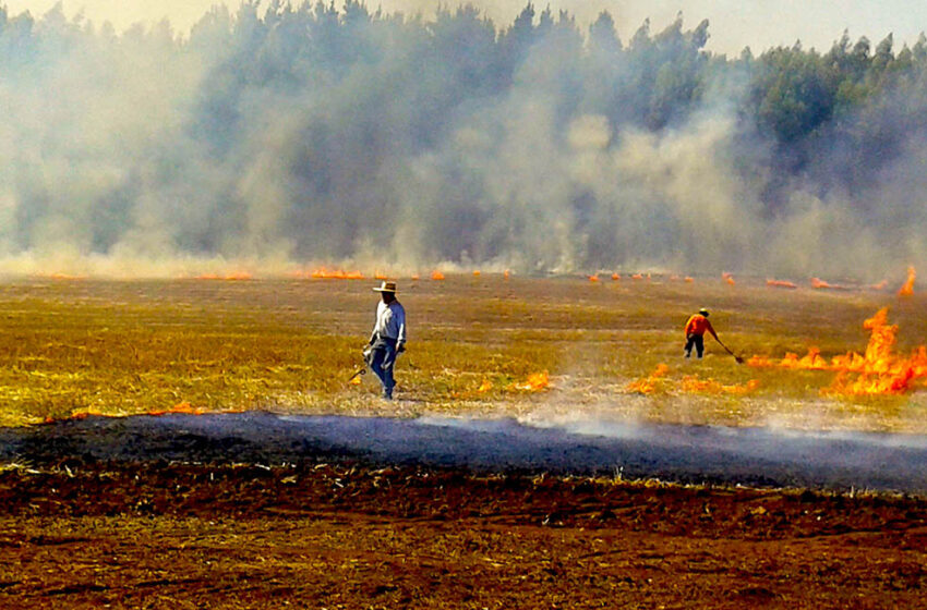  CONAF Anunció El Levantamiento De la Prohibición Del Uso Del Fuego En La Araucanía