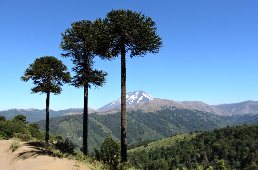  CONADI Abrió Concurso Para Financiar Iniciativas De Turismo Mapuche En La Araucanía