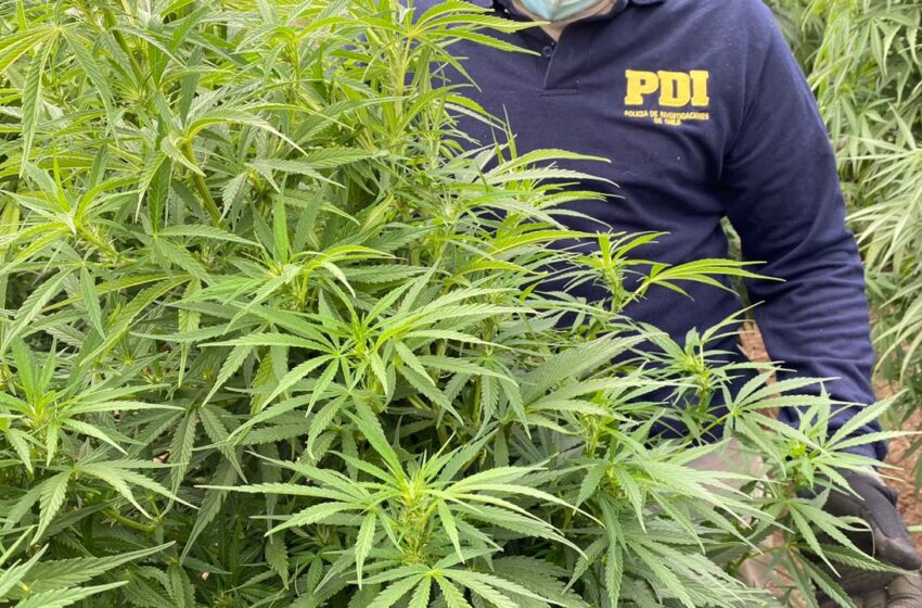 PDI Decomisó 50 De Plantas De Marihuana Y También Cannabis En Proceso De Secado En Victoria