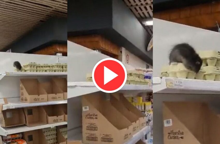  “Manso Guarén”: Rata Se Ha Viralizado Luego De Aparecer En Un Supermercado De Loncoche