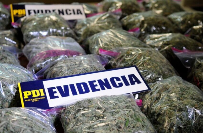  Informe De La PDI: Aumento De Incautaciones De Drogas Sintéticas Y Cannabis Sativa En La Araucanía