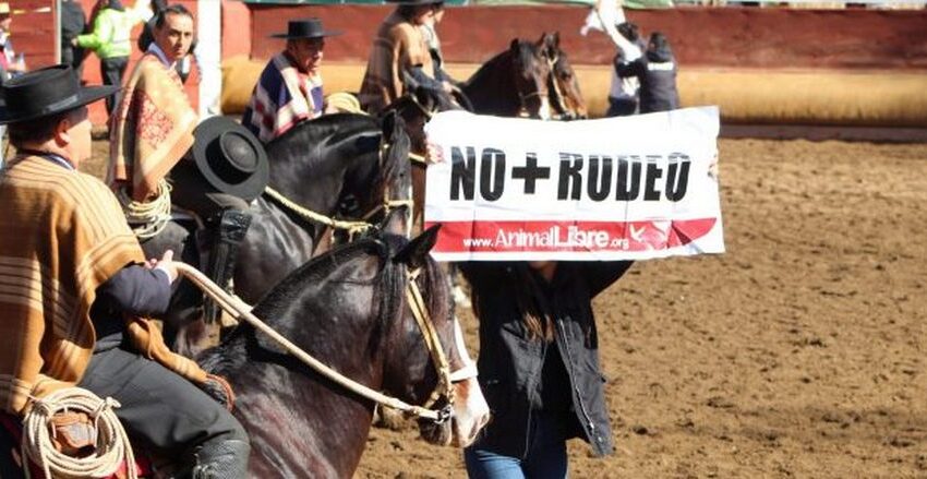  Anuncian Manifestación: Organización Animalista De La Araucanía Rechaza El Rodeo Como Deporte Nacional