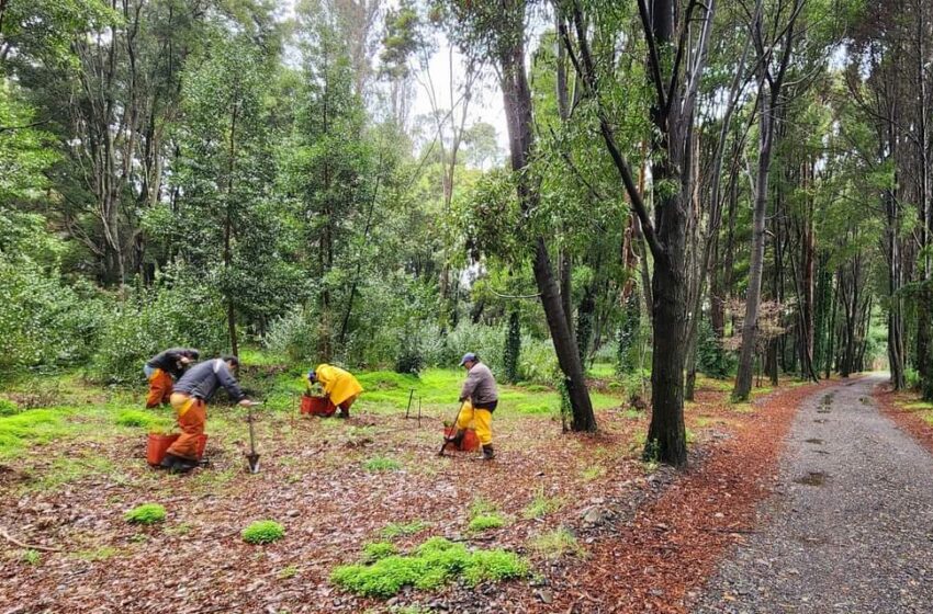 En Pitrufquén 2.700 Árboles Nativos Fueron Plantados En La Isla Municipal En El Marco Del Proyecto+Bosques