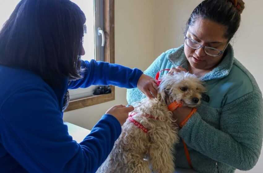  Exitoso Operativo De Vacunación Antirrábica Para Perros Y Gatos Realizó Municipio De Pitrufquén