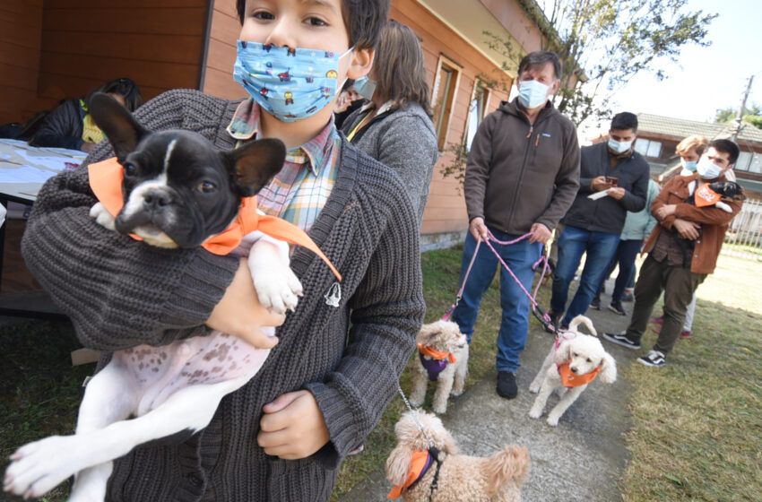  Temupets: El Primer Festival Masivo Por La Tenencia Responsable De Mascotas En Temuco