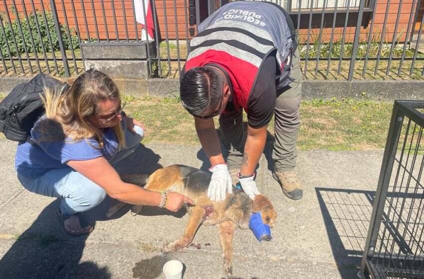  En Pitrufquén Veterinaria Municipal Rescata A Perro Herido En Pleno Centro De La Ciudad