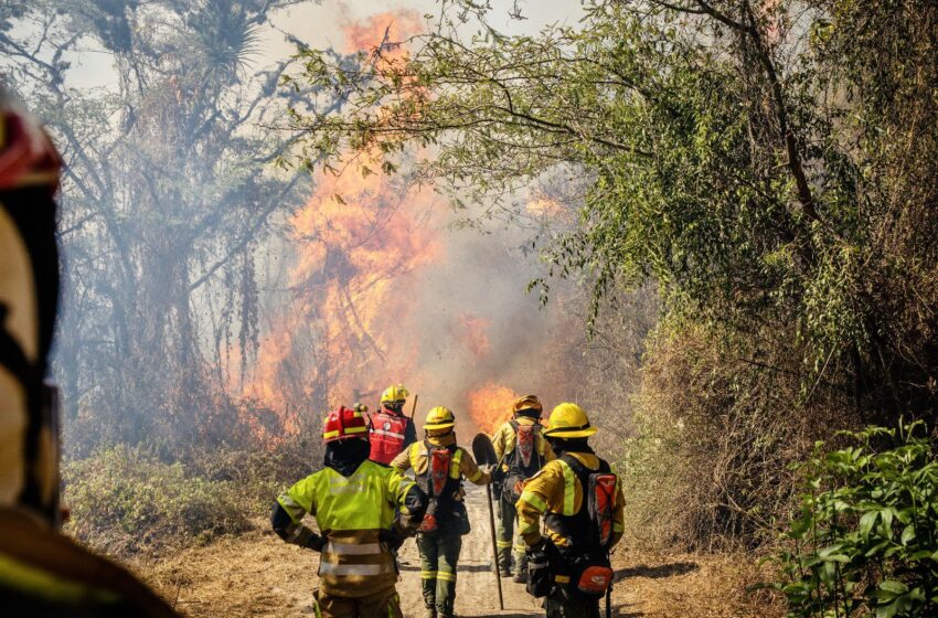  Por Incendio Forestal Conaf Ordenó El Cierre De La Reserva Nalcas Hasta El Control Total De La Emergencia