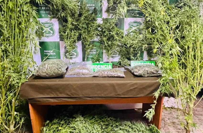  En Valdivia Carabineros Logró Incautar Más De Una Decena De Plantas De Marihuana