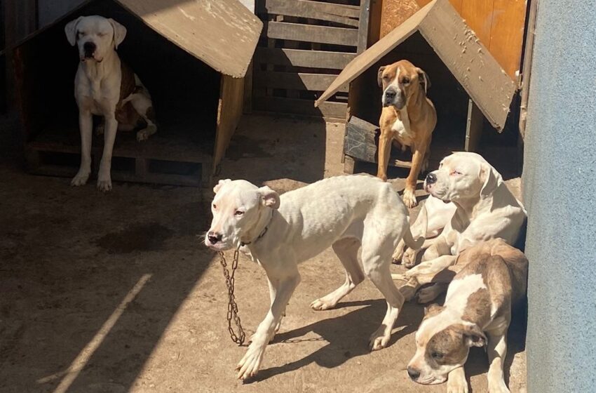  Estaban en estado de desnutrición: 5 mascotas fueron rescatadas en Labranza por maltrato animal