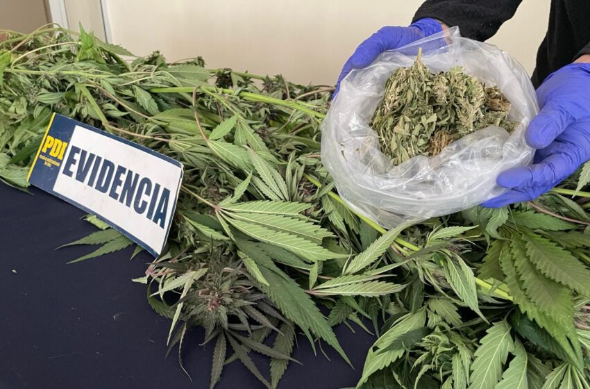  Un hombre fue detenido en Victoria por cultivo de plantas de marihuana