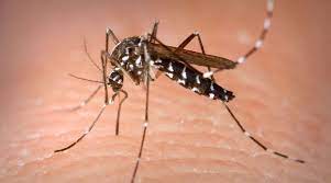  Emergencia Sanitaria en Arica y Parinacota por Aumento del Dengue