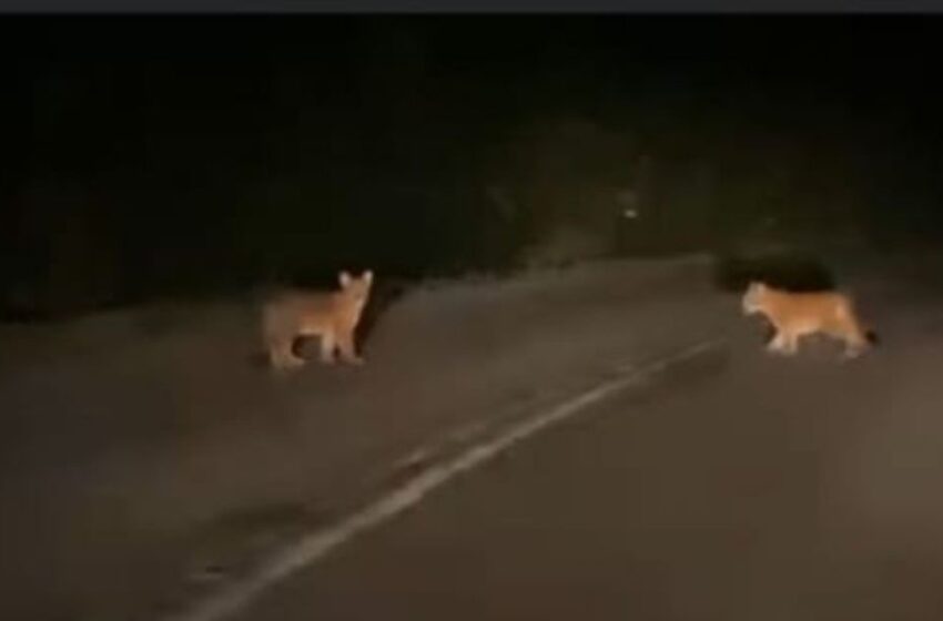  Dos Ejemplares De Pumas Fueron Vistos Anoche En La Ruta T-87, Sector Puente Chaichayén