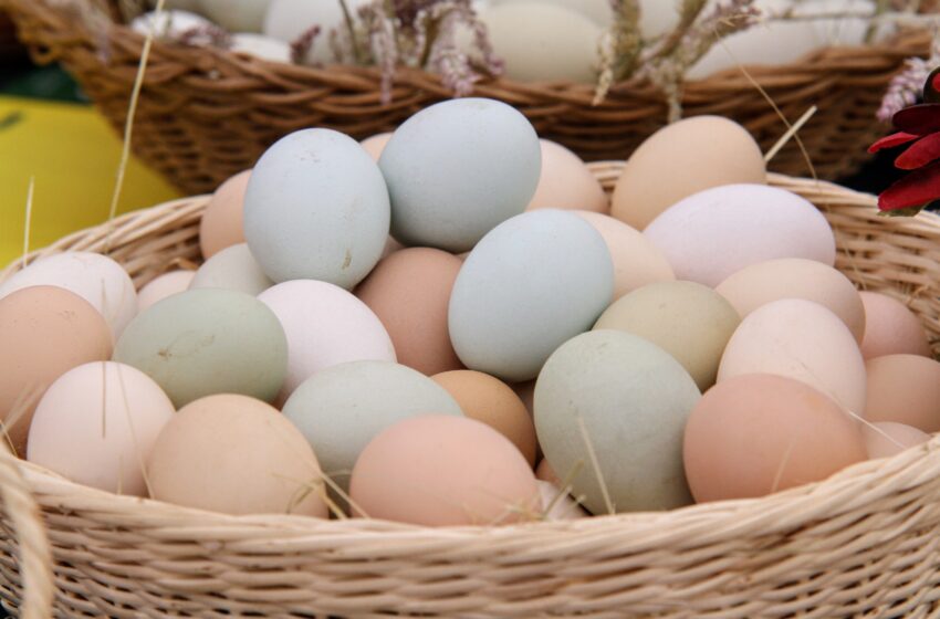  Senadora Aravena Valora Aprobación Del Proyecto De Ley Sobre La Certificación De Huevos De Gallina Libre O Feliz