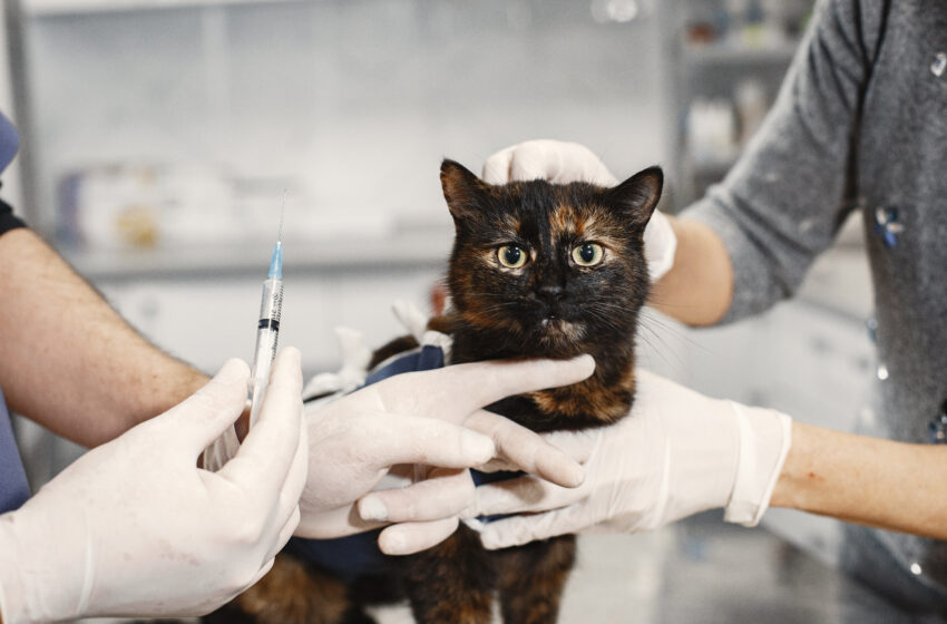  Este viernes 12 de abril la Universidad Católica de Temuco realizará punto de vacunación antirrábica para mascotas