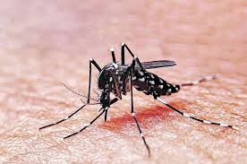  Ocho casos de dengue detectados en La Araucanía, autoridades instalan a la vigilancia y reporte de síntomas