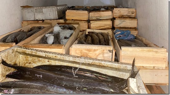  Sernapesca confisca 1.500 kilos de sierra durante operativo en ruta 5 al sur de Temuco