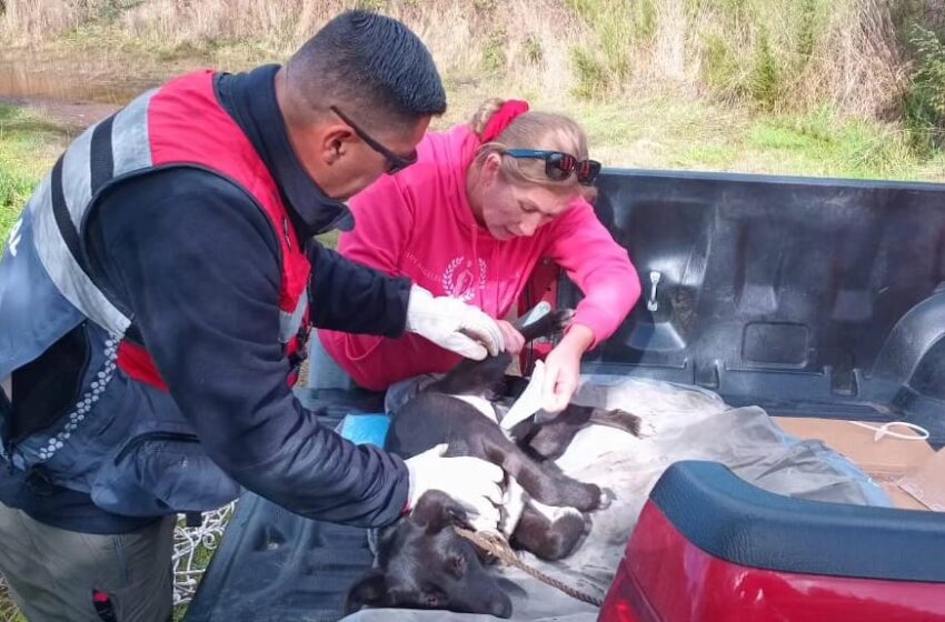  Veterinaria Municipal Y Seguridad Pública Ayudan A Perros Mal Heridos De Pitrufquén Y Comuy