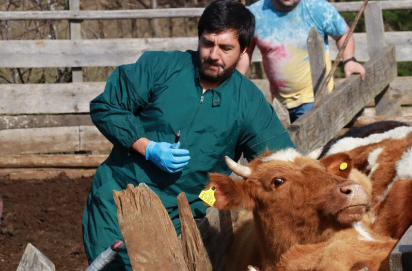  En La Araucanía SAG comenzó la etapa final del Plan Nacional para la erradicación de la brucelosis bovina