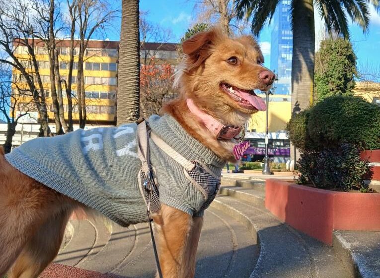  Temuco inicia la construcción de la primera ecoplaza canina del sur de Chile