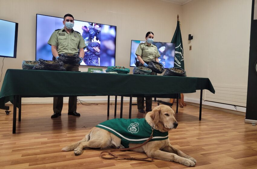  Pareja detenida en Quepe por transportar más de 8 kilos de marihuana