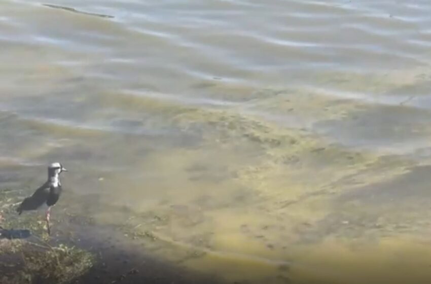  Llamado Al Uso Responsable De Las Aguas Del Lago Villarrica Para Actividades Recreativas Por Florecimiento De Algas