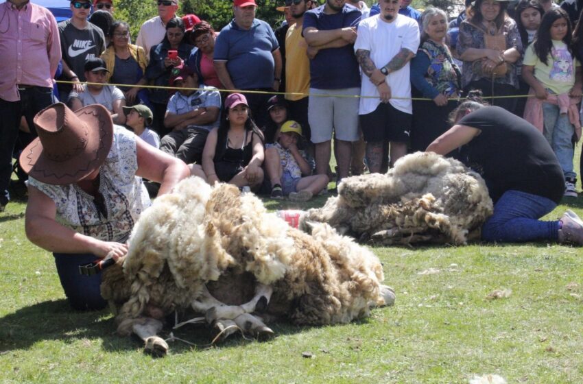  Carahue Se Prepara Para La 7ª Edición De La Fiesta De La Esquila Femenina Y Gastronomía Del Cordero